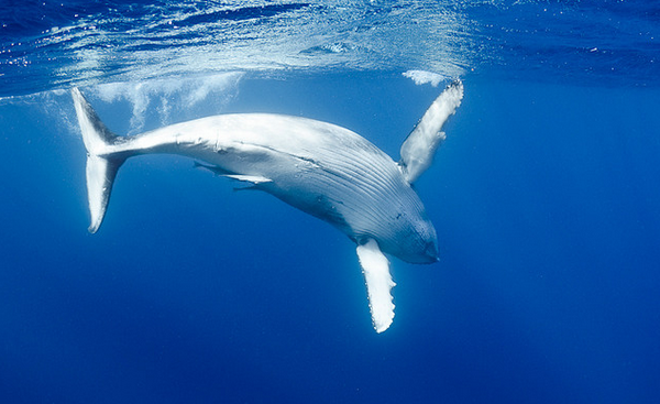 горбатые киты на кормежке
