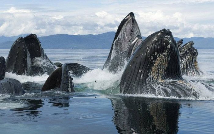 Супер зрелище! Стая горбатых китов на кормежке