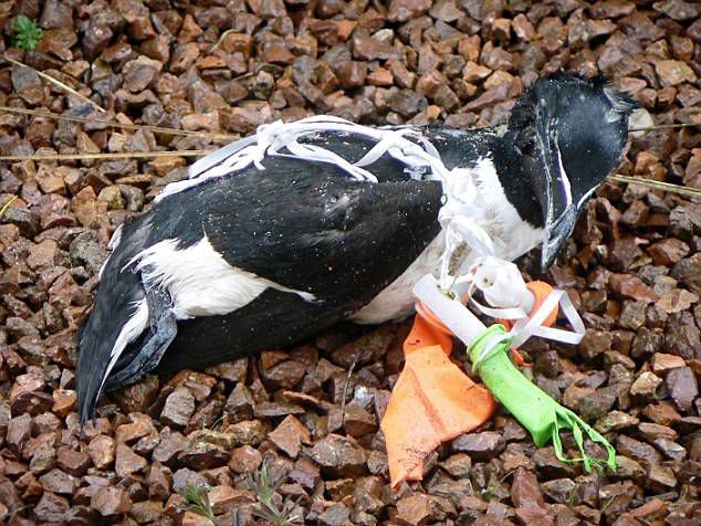 Как животные страдают от пластика