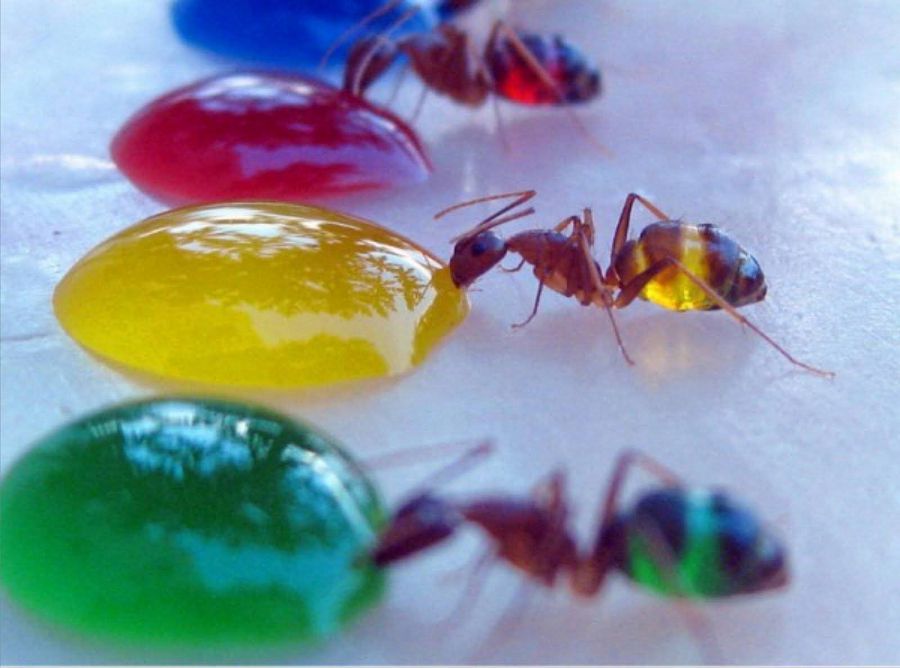 цветные муравьи