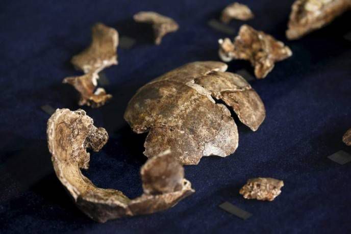 Fossils of a newly discovered ancient species, named "Homo naledi", are pictured during their unveiling outside Johannesburg