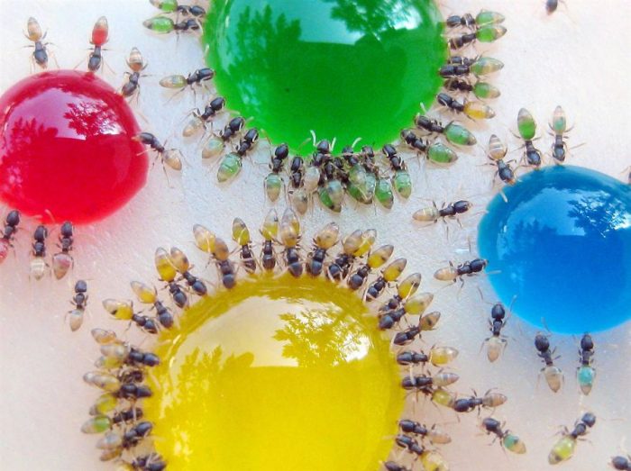 Сломайте стереотипы: муравьи бывают разноцветными!