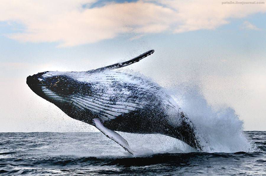 горбатые киты на кормежке