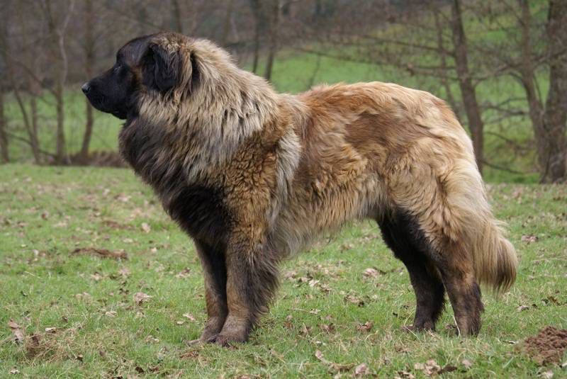 самые большие собаки