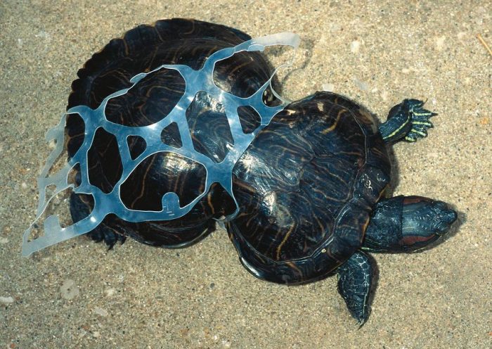 Как животные страдают от пластика. Пора подумать о планете!