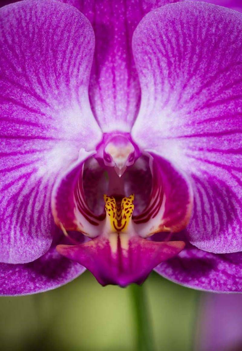 орхидея мотылек