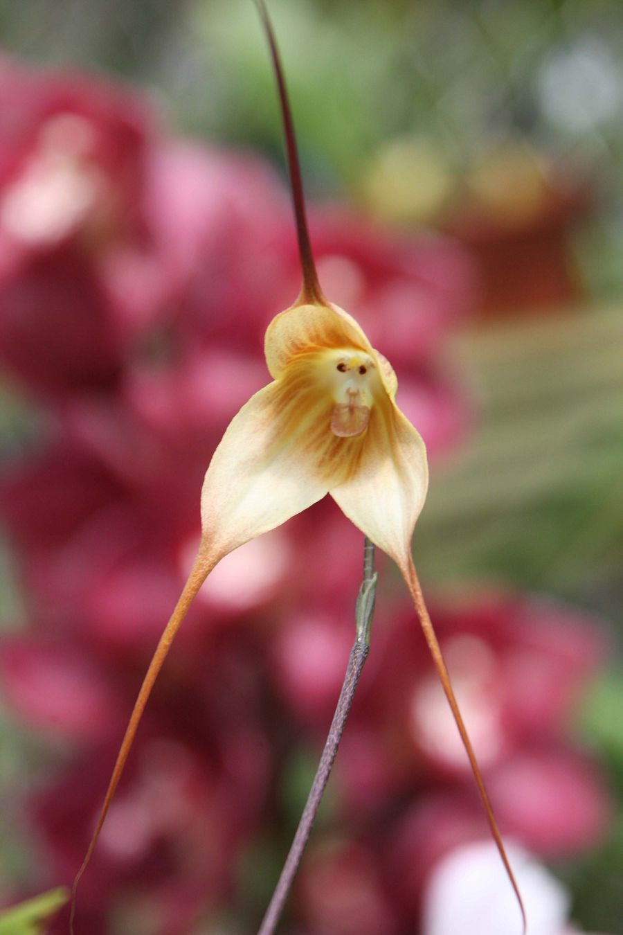 Орхидея-обезьяна