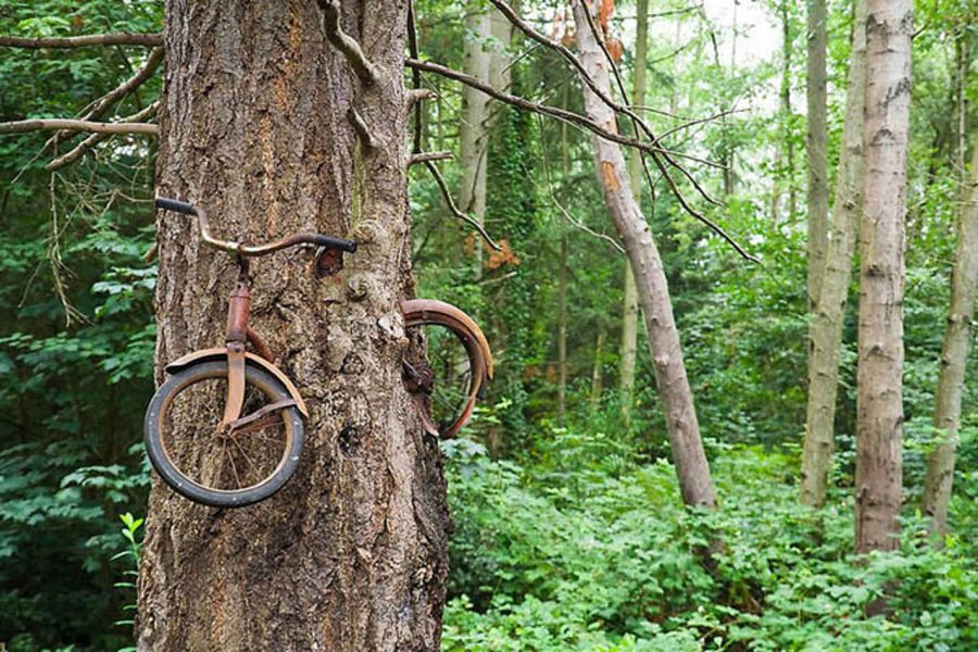 велосипед в дереве