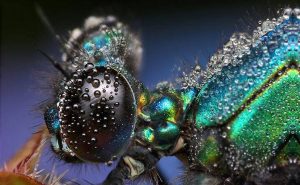 Макросъемки насекомых в каплях росы от Ондрея Пакана
