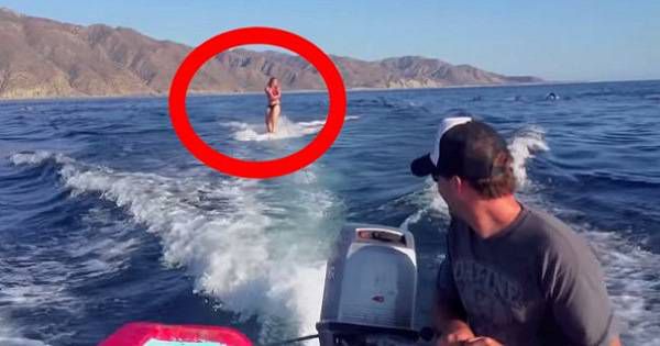 Woman Wakeboarding with Dolphins