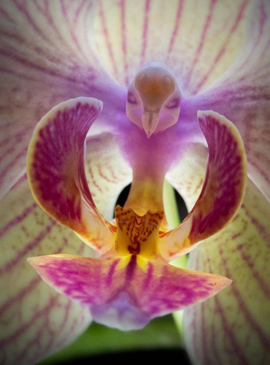 орхидея мотылек