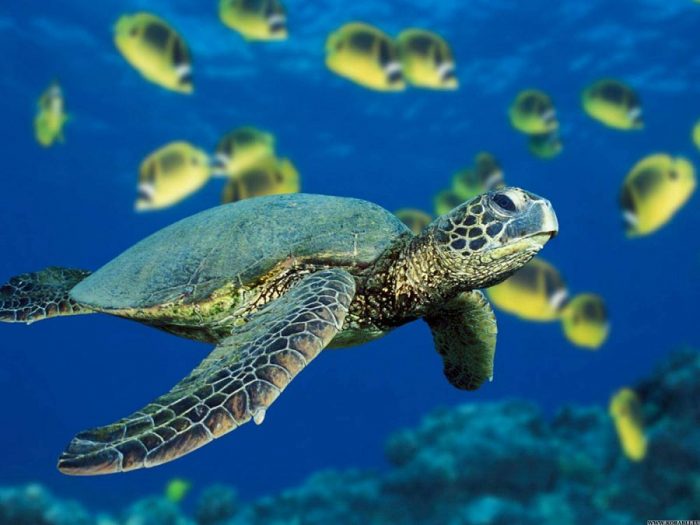 Ученые обнаружили флуоресцентную черепаху