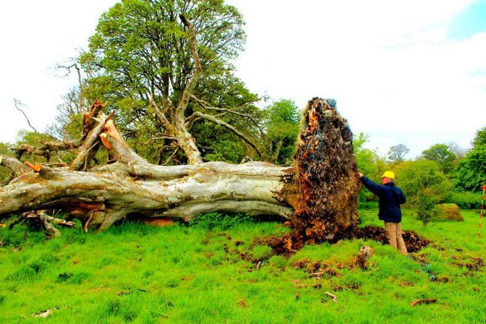 В корнях  дуба найден 1000-летний скелет