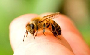 Умирает ли пчела после того, как ужалит?