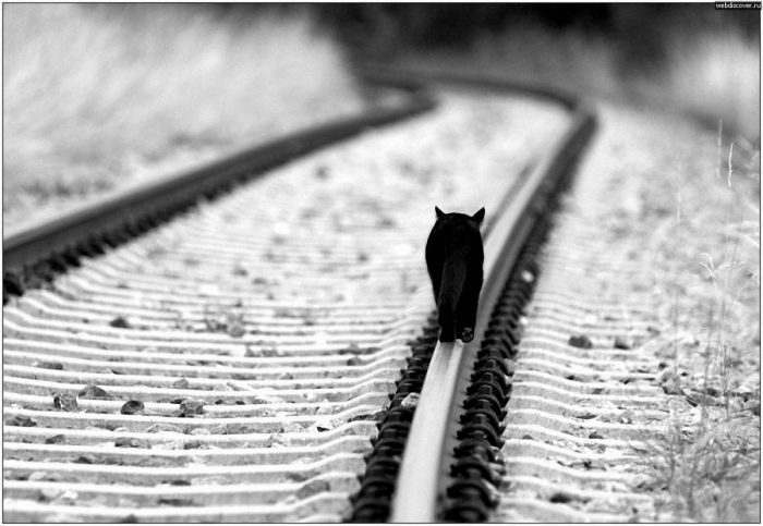Машинист остановил поезд ради спасения кошки