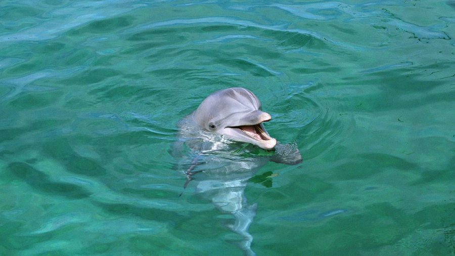 дельфин спасатель