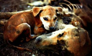 Чудовищные примеры жестокого обращения с животными
