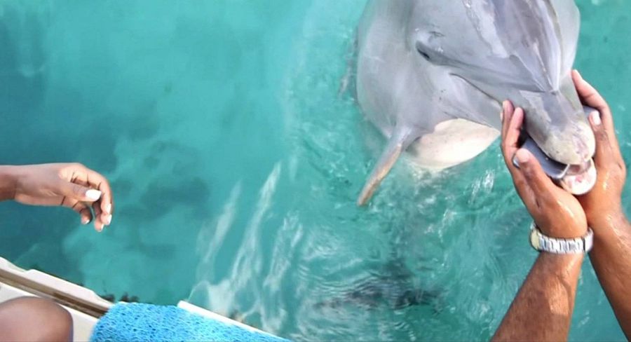 дельфин достал телефон с морского дна