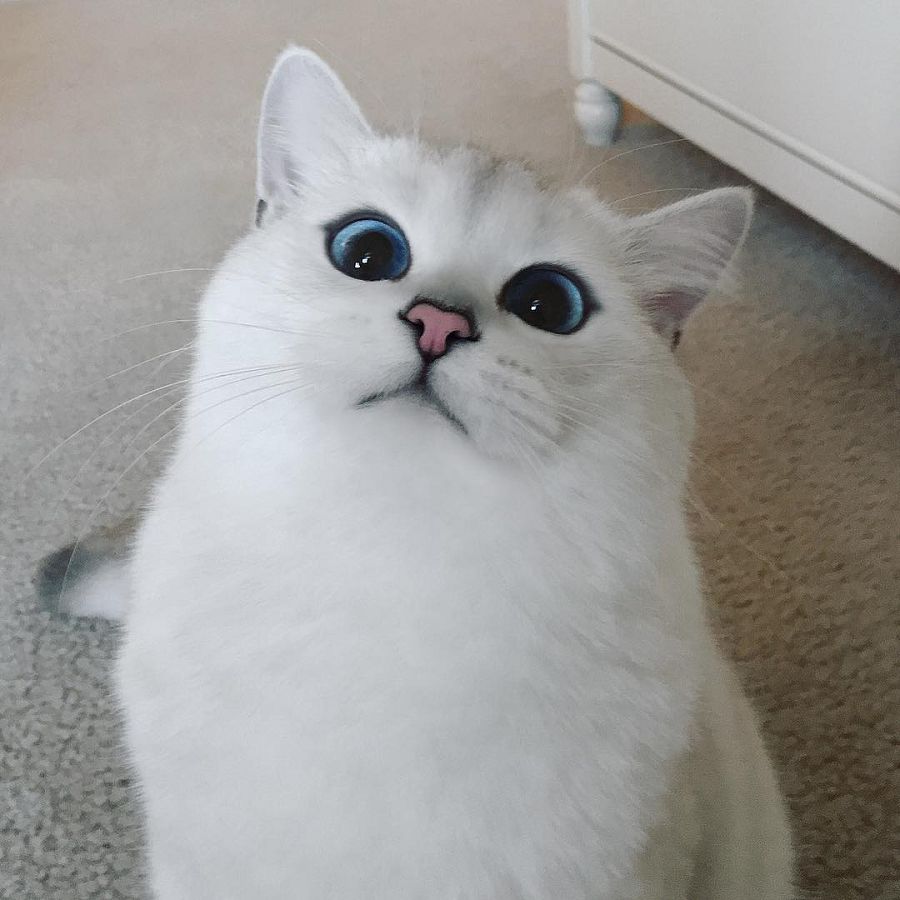 Кот с самыми красивыми в мире глазами 