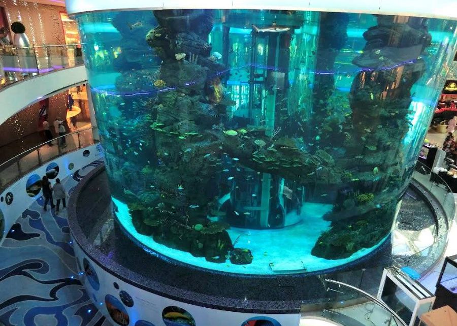 аквариум лучшее