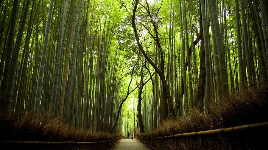 бамбуковый лес в Японии