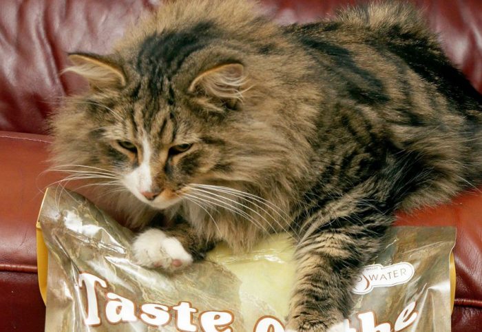Потерявшийся кот прожил 1,5 года на фабрике по производству корма