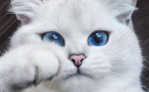 Кот Коби с самыми красивыми в мире глазами покорил Instagram