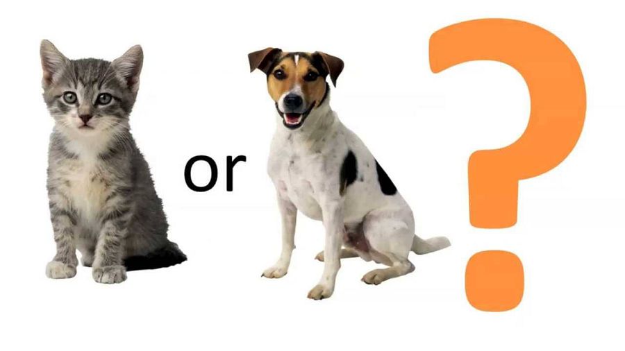 Кто любит своих хозяев больше: кошки или собаки?