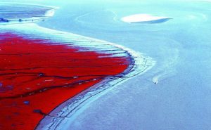 Уникальный красный пляж Паньцзинь