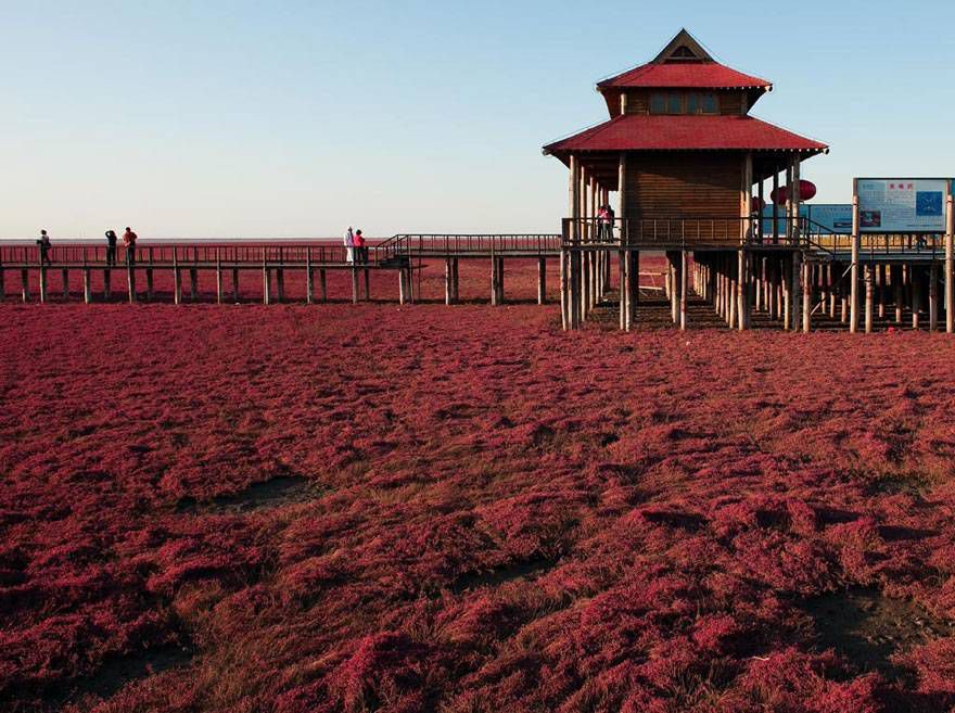 "Кровавый" пляж Паньцзинь