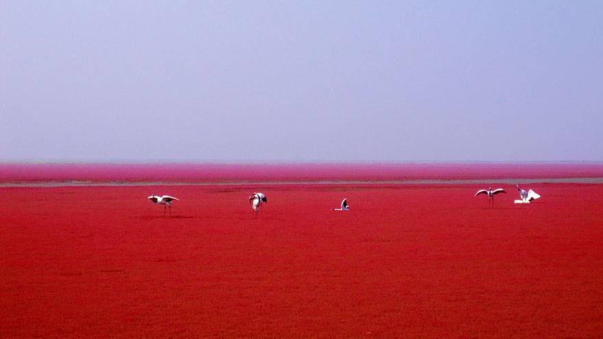 "Кровавый" пляж Паньцзинь