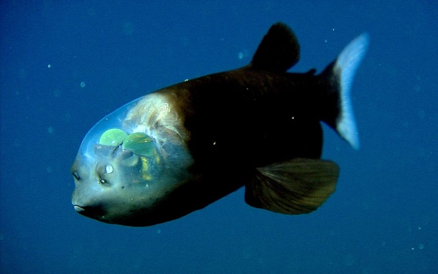 рыба с прозрачной головой