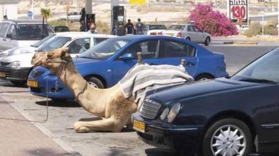 верблюд на парковке