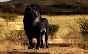 черный лев