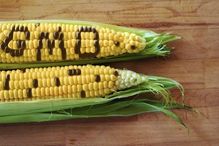 ГМО кукуруза