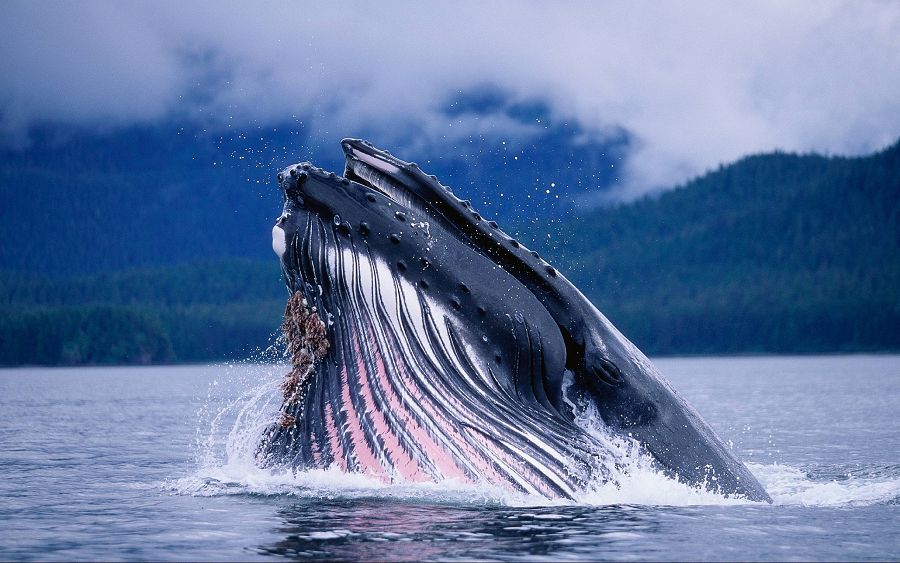 «Квакер» кит