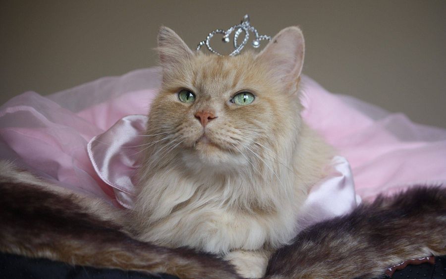 кошка-принцесса