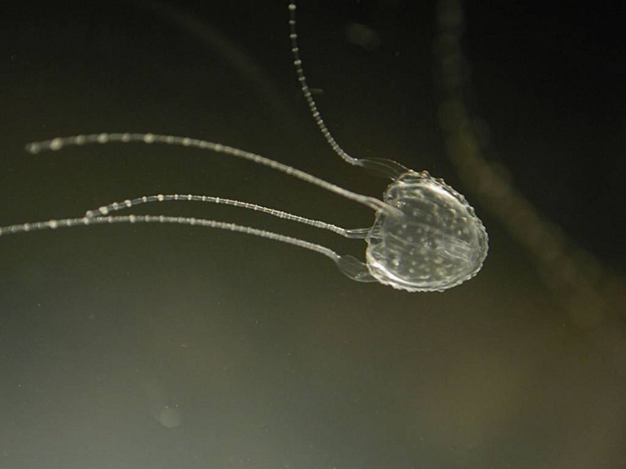 самая маленькая медуза