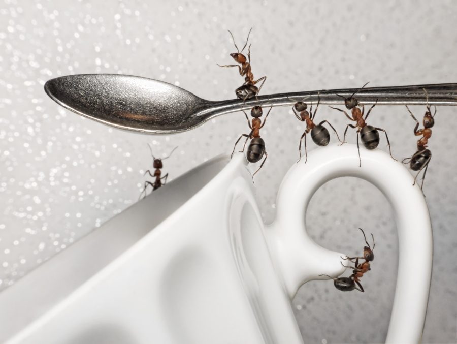 муравьи в доме