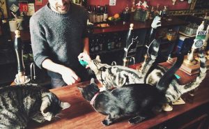 Британский паб The Bag of Nails — кошки и пиво для вас