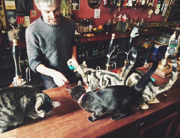 Британский паб The Bag of Nails — кошки и пиво для вас