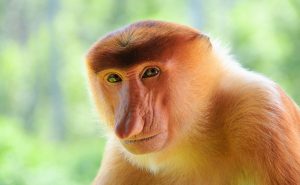 Топ-10 самых необычных видов обезьян