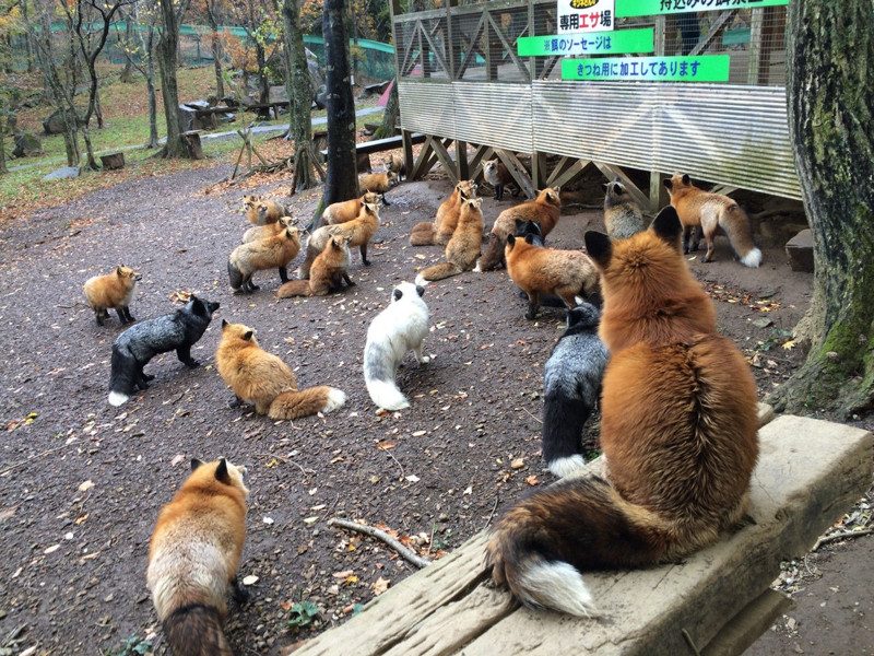 лисицы в Японии 