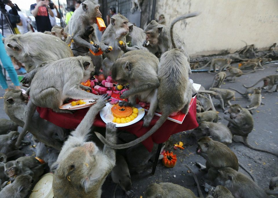 обезьяны едят
