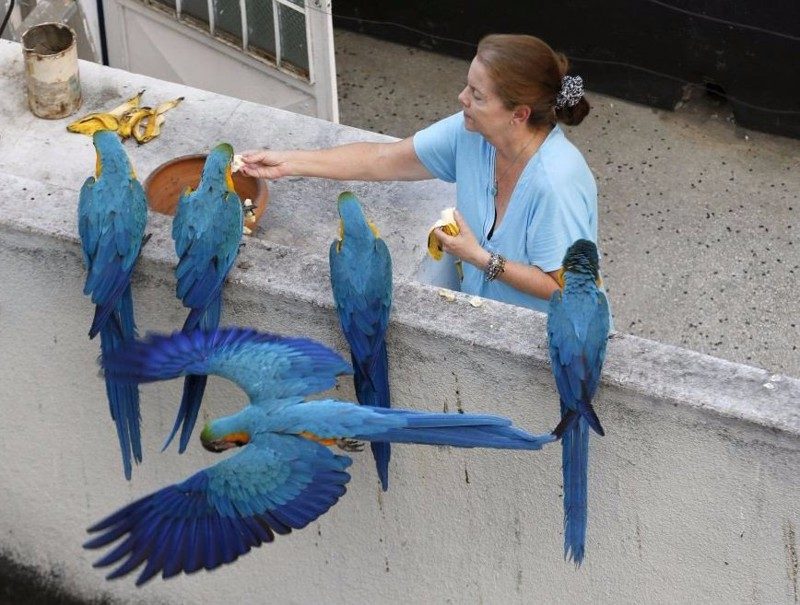 попугая кормят