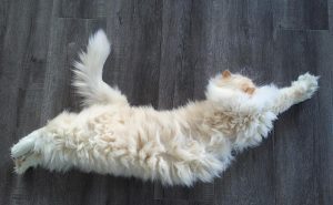 «Облачный» кот по имени Скай — новая звезда Instagram