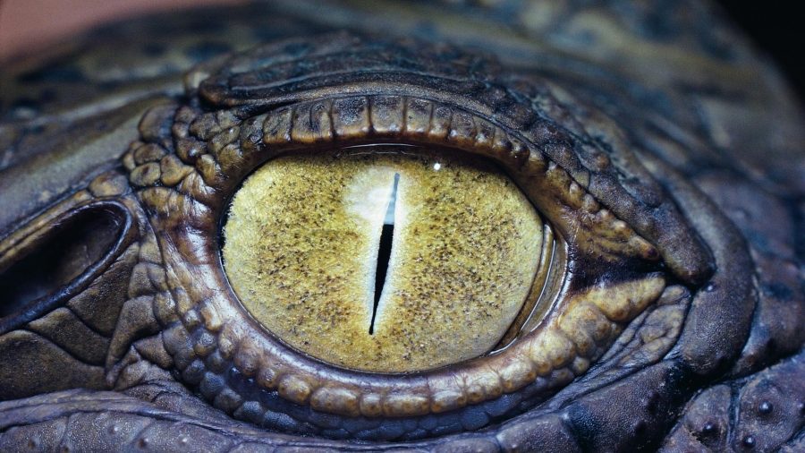 глаз крокодила