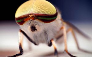 Топ-10 самых опасных насекомых