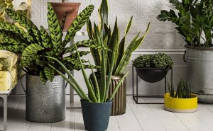Не все комнатные растения одинаково полезны
