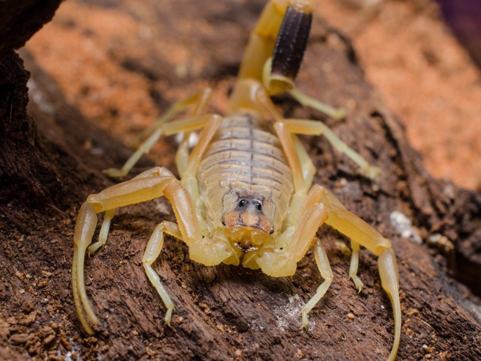 Палестинский желторогий скорпион